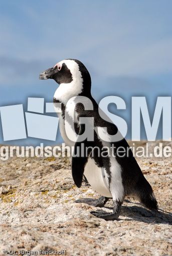 Brillenpinguin (86 von 148).jpg